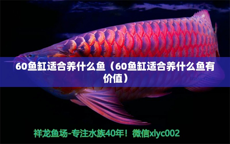 60鱼缸适合养什么鱼（60鱼缸适合养什么鱼有价值） 观赏鱼