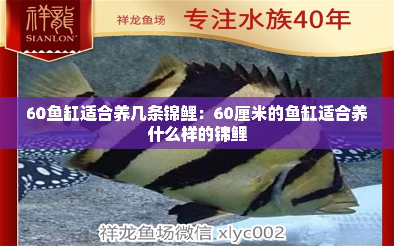 60鱼缸适合养几条锦鲤：60厘米的鱼缸适合养什么样的锦鲤