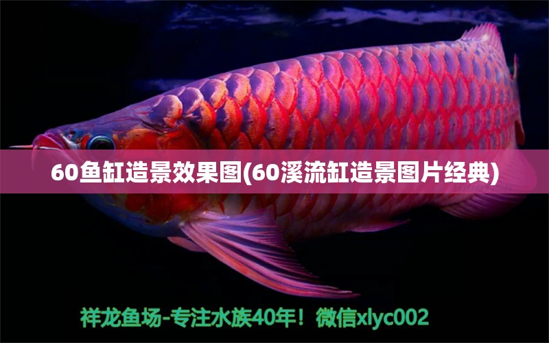 60鱼缸造景效果图(60溪流缸造景图片经典)