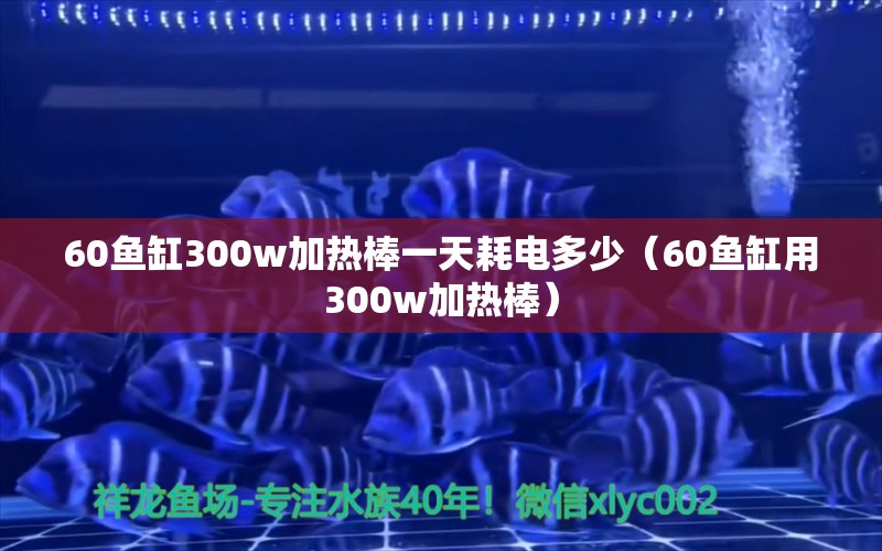 60鱼缸300w加热棒一天耗电多少（60鱼缸用300w加热棒）