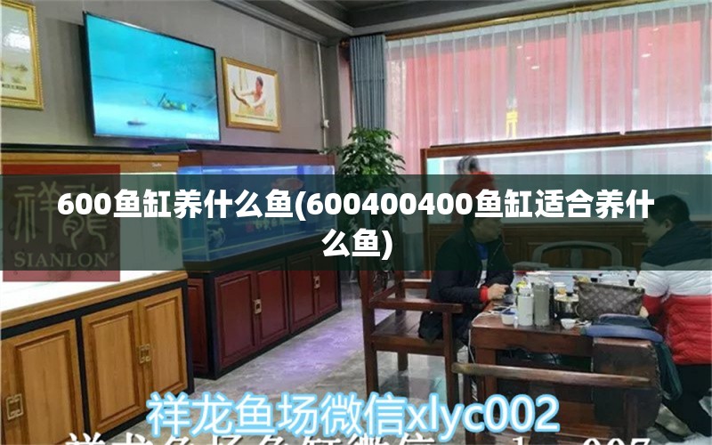 600鱼缸养什么鱼(600400400鱼缸适合养什么鱼) 鱼缸水质稳定剂