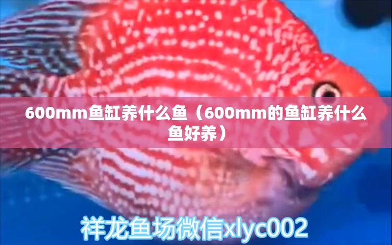 600mm鱼缸养什么鱼（600mm的鱼缸养什么鱼好养）