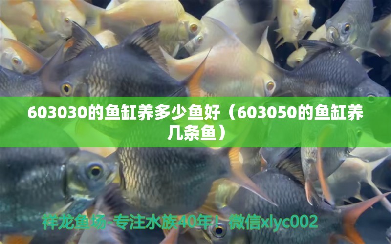 603030的鱼缸养多少鱼好（603050的鱼缸养几条鱼） 祥龙鱼场