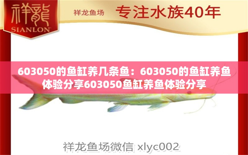 603050的鱼缸养几条鱼：603050的鱼缸养鱼体验分享603050鱼缸养鱼体验分享 鱼缸百科 第2张