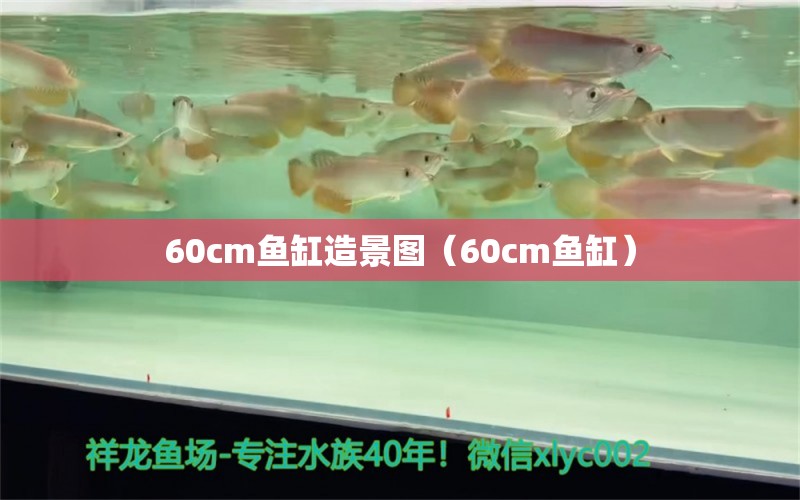 60cm鱼缸造景图（60cm鱼缸）