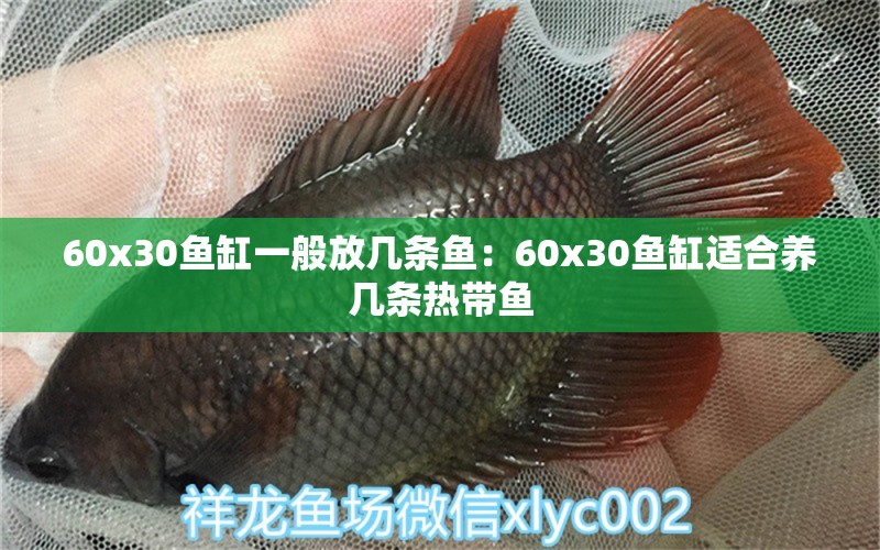 60x30鱼缸一般放几条鱼：60x30鱼缸适合养几条热带鱼