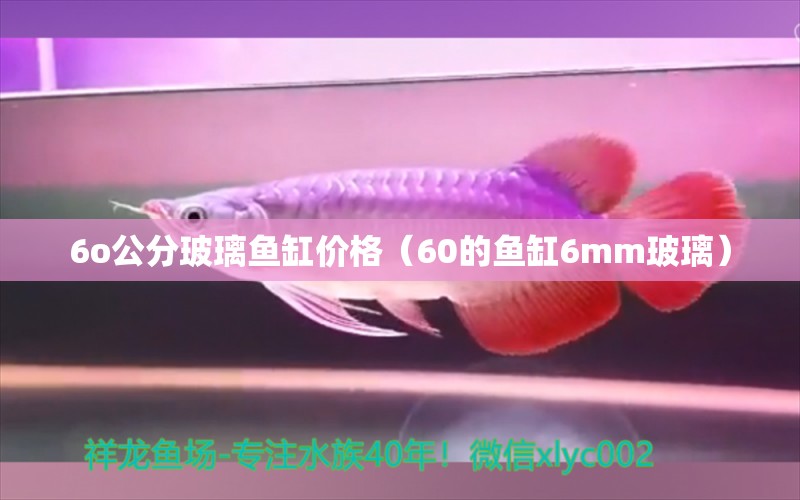 6o公分玻璃鱼缸价格（60的鱼缸6mm玻璃）