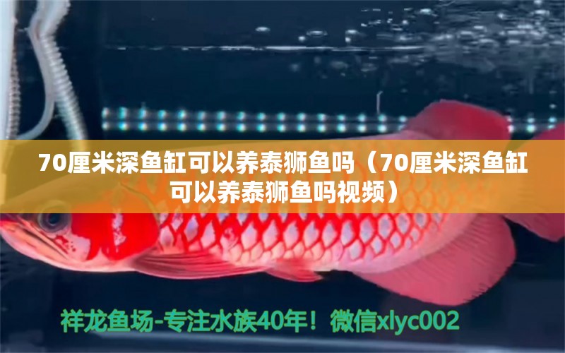 70厘米深鱼缸可以养泰狮鱼吗（70厘米深鱼缸可以养泰狮鱼吗视频） 观赏鱼