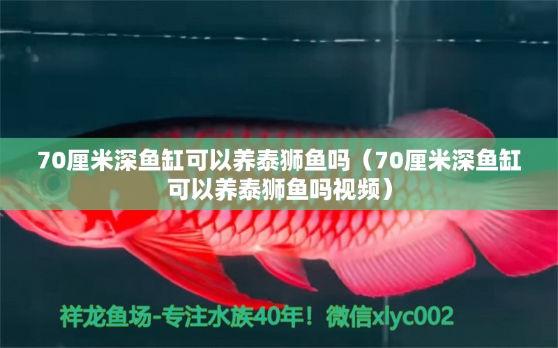 70厘米深鱼缸可以养泰狮鱼吗（70厘米深鱼缸可以养泰狮鱼吗视频） 观赏鱼