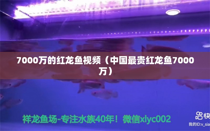 7000万的红龙鱼视频（中国最贵红龙鱼7000万）