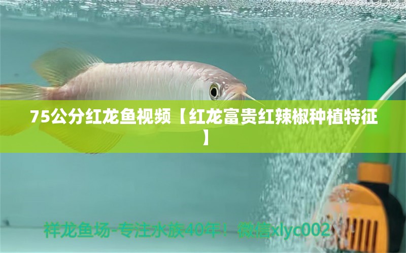75公分红龙鱼视频【红龙富贵红辣椒种植特征】 龙鱼批发