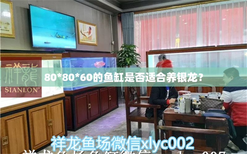 80*80*60的鱼缸是否适合养银龙？ 龙凤鲤鱼