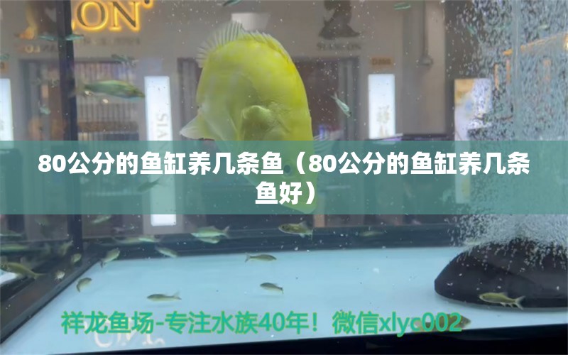 80公分的鱼缸养几条鱼（80公分的鱼缸养几条鱼好）