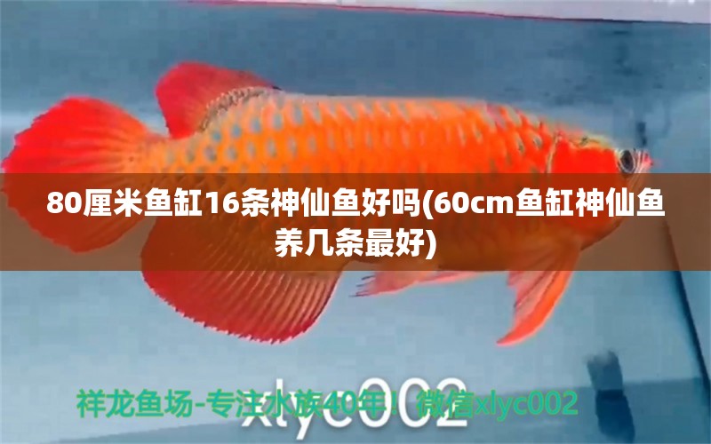 80厘米鱼缸16条神仙鱼好吗(60cm鱼缸神仙鱼养几条最好)