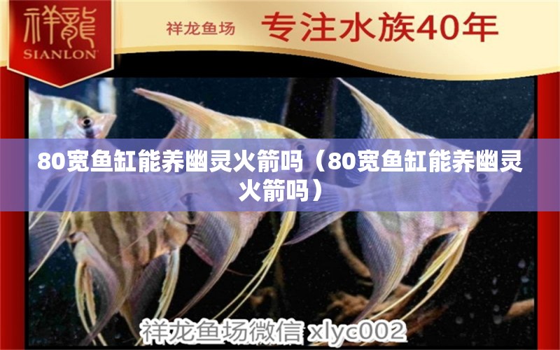 80宽鱼缸能养幽灵火箭吗（80宽鱼缸能养幽灵火箭吗） 祥龙水族医院