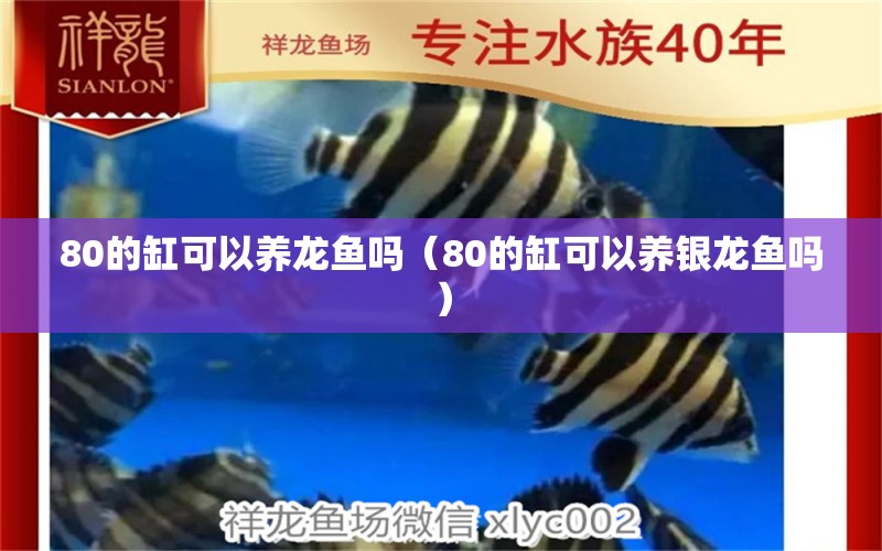 80的缸可以养龙鱼吗（80的缸可以养银龙鱼吗）