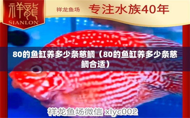 80的鱼缸养多少条慈鲷（80的鱼缸养多少条慈鲷合适） 观赏鱼市场（混养鱼）