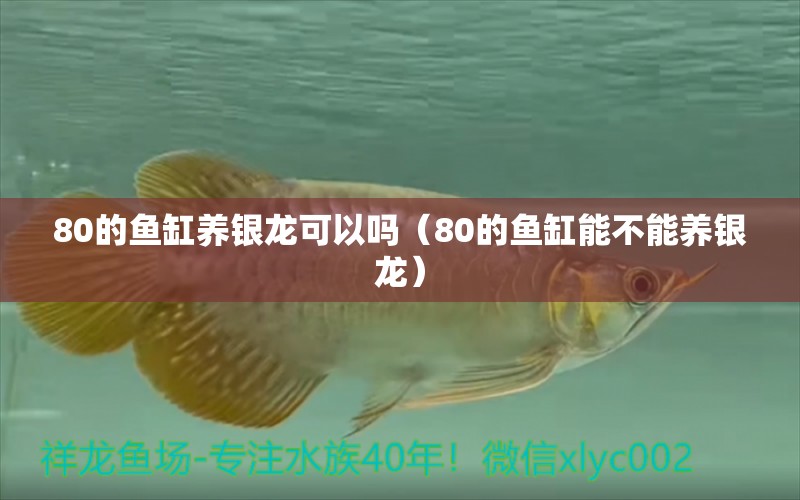 80的鱼缸养银龙可以吗（80的鱼缸能不能养银龙）