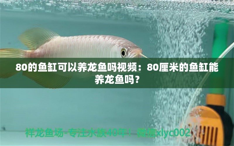 80的鱼缸可以养龙鱼吗视频：80厘米的鱼缸能养龙鱼吗？ 龙鱼百科 第2张