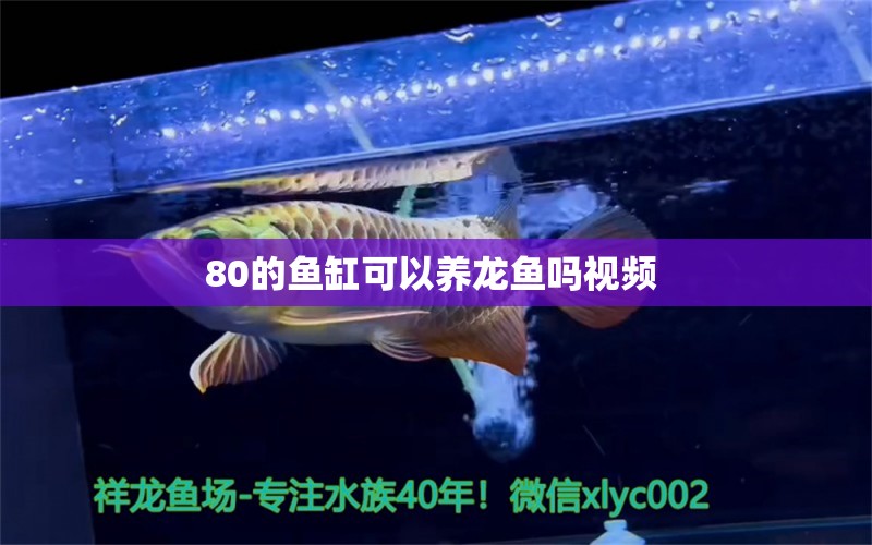 80的鱼缸可以养龙鱼吗视频  巴西亚鱼苗