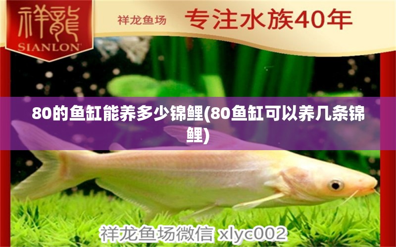 80的鱼缸能养多少锦鲤(80鱼缸可以养几条锦鲤)