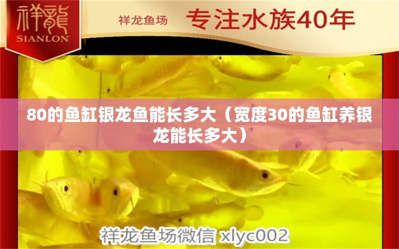 80的鱼缸银龙鱼能长多大（宽度30的鱼缸养银龙能长多大） 银龙鱼百科 第1张