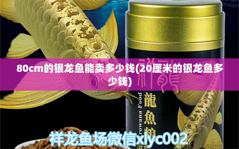 80cm的银龙鱼能卖多少钱(20厘米的银龙鱼多少钱) 银龙鱼百科 第1张