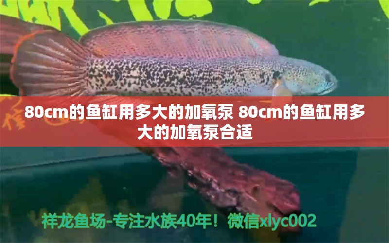 80cm的鱼缸用多大的加氧泵 80cm的鱼缸用多大的加氧泵合适