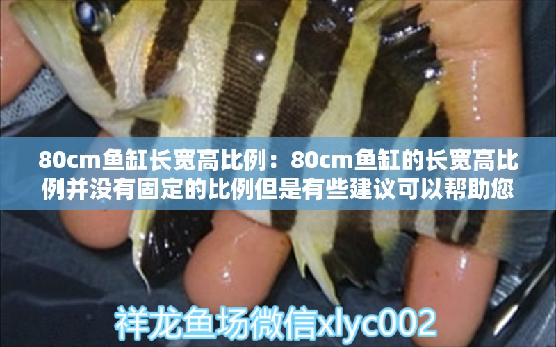 80cm鱼缸长宽高比例：80cm鱼缸的长宽高比例并没有固定的比例但是有些建议可以帮助您做出选择 鱼缸百科 第2张