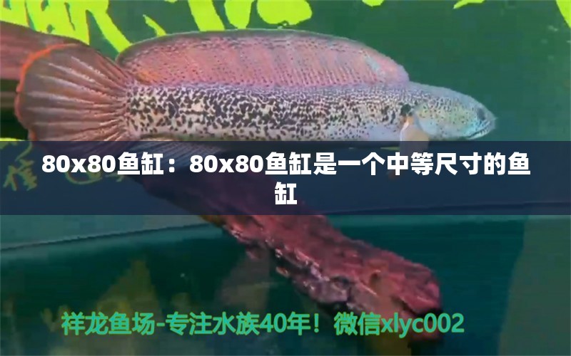 80x80鱼缸：80x80鱼缸是一个中等尺寸的鱼缸 鱼缸百科 第2张