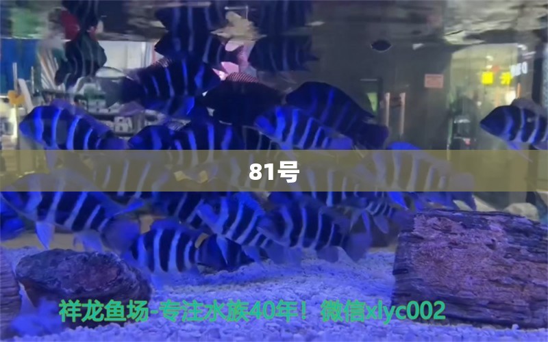 81号 观赏鱼论坛 第2张