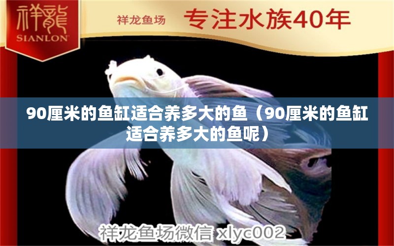 90厘米的鱼缸适合养多大的鱼（90厘米的鱼缸适合养多大的鱼呢） 祥龙水族医院