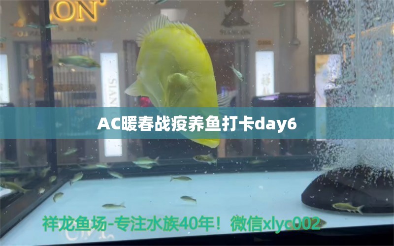 AC暖春战疫养鱼打卡day6 白子黄化银龙鱼 第3张