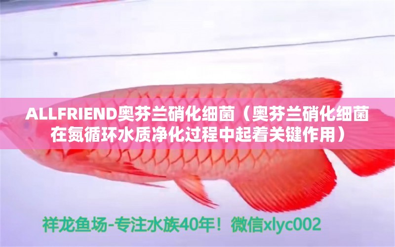 ALLFRIEND奥芬兰硝化细菌（奥芬兰硝化细菌在氮循环水质净化过程中起着关键作用） 名贵锦鲤鱼 第2张