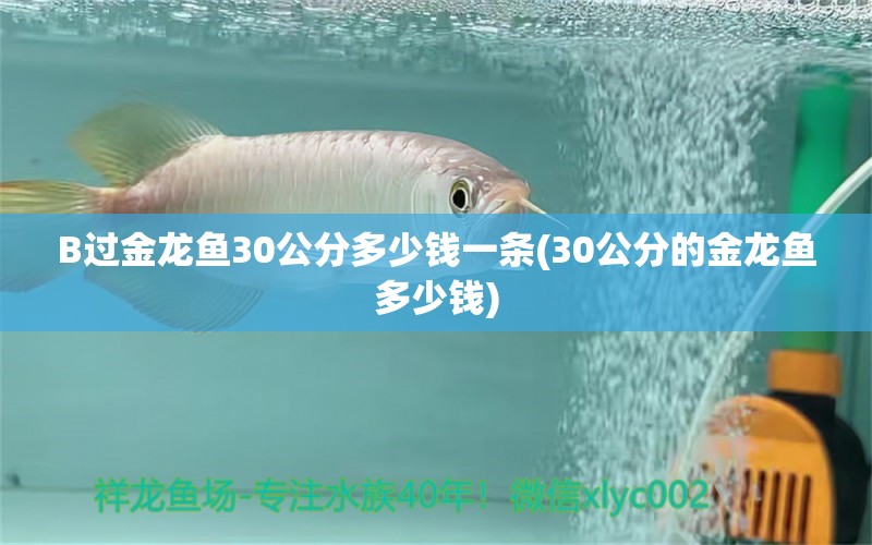 B过金龙鱼30公分多少钱一条(30公分的金龙鱼多少钱) 一眉道人鱼苗