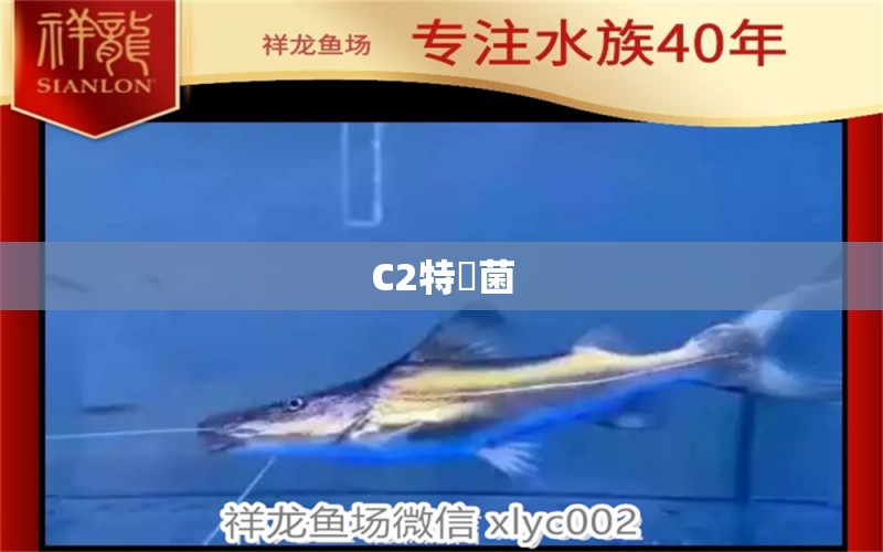 C2特滅菌 广州水族器材滤材批发市场