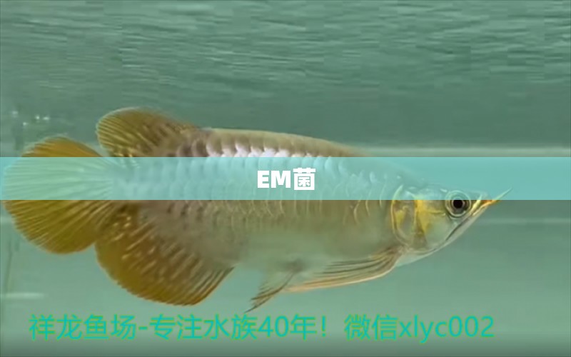 EM菌 观赏鱼论坛