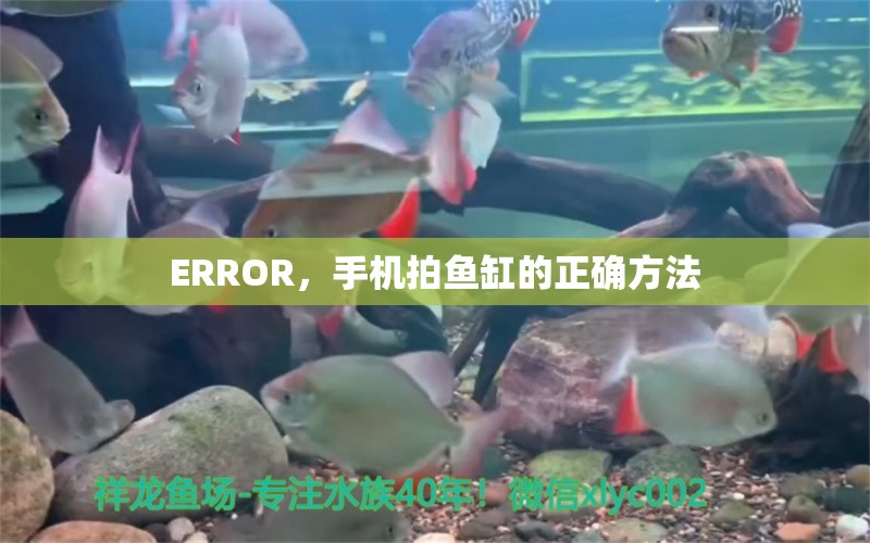 ERROR，手机拍鱼缸的正确方法