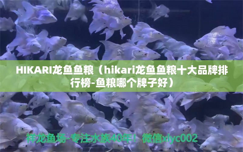 HIKARI龙鱼鱼粮（hikari龙鱼鱼粮十大品牌排行榜-鱼粮哪个牌子好） 黄金招财猫鱼 第2张