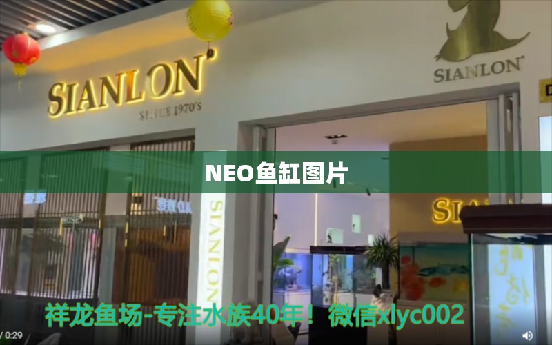 NEO鱼缸图片 祥龙鱼场