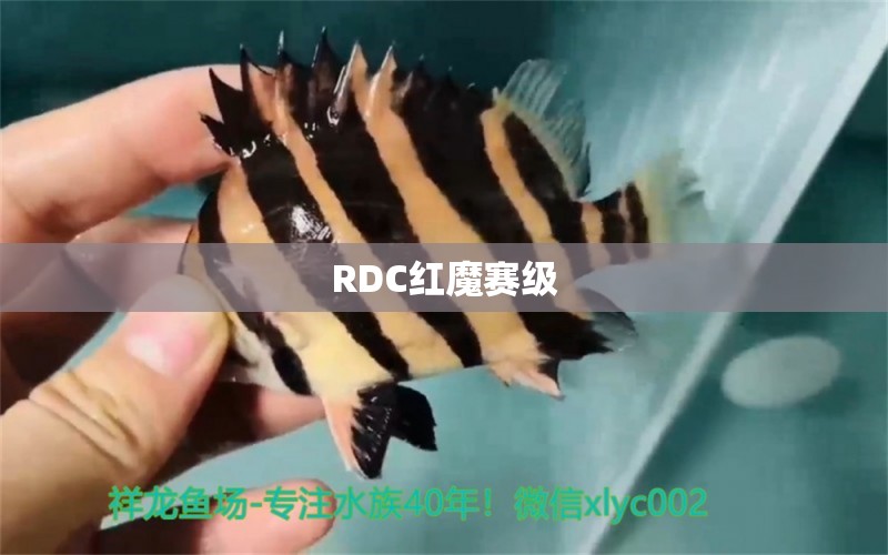 RDC红魔赛级 祥龙龙鱼专用水族灯