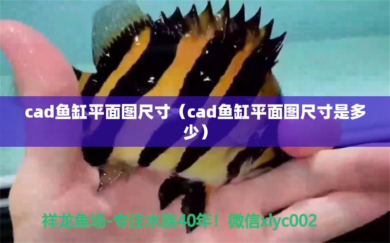 cad鱼缸平面图尺寸（cad鱼缸平面图尺寸是多少） 观赏鱼市场（混养鱼）