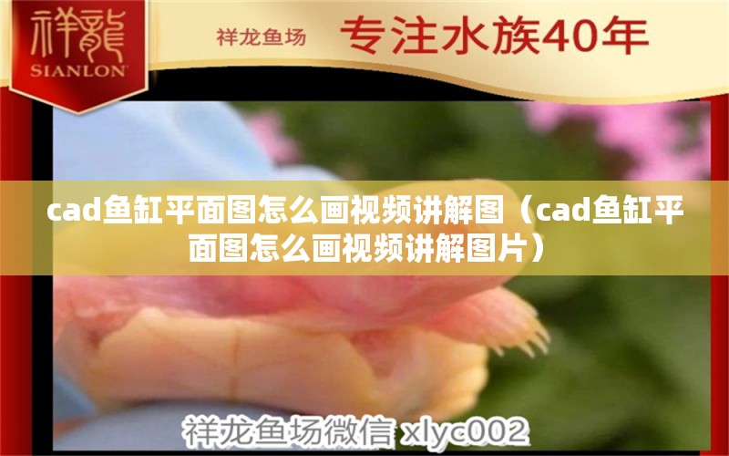 cad鱼缸平面图怎么画视频讲解图（cad鱼缸平面图怎么画视频讲解图片） 量子养鱼技术