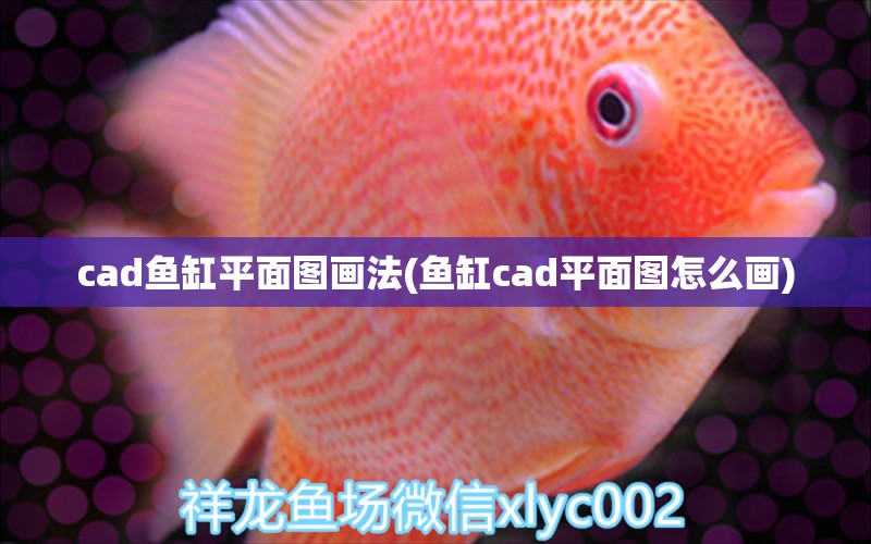 cad鱼缸平面图画法(鱼缸cad平面图怎么画) 电鳗