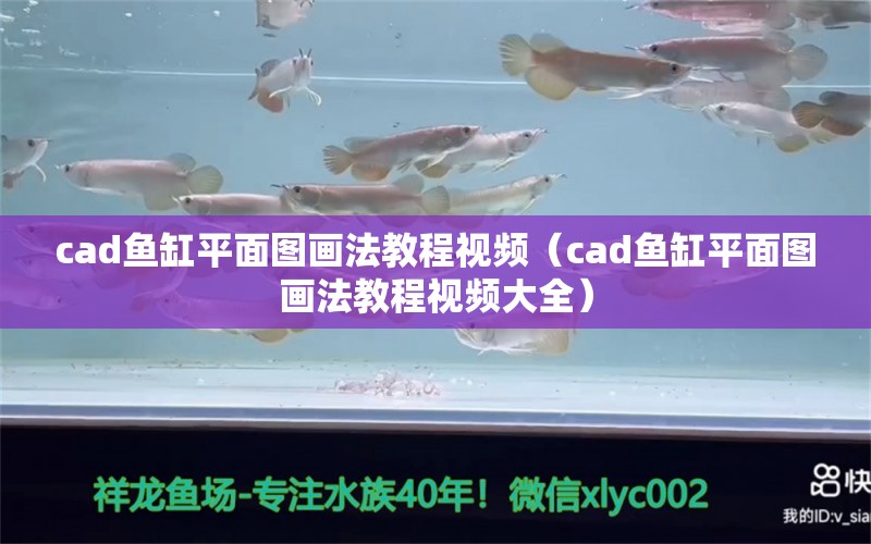 cad鱼缸平面图画法教程视频（cad鱼缸平面图画法教程视频大全）