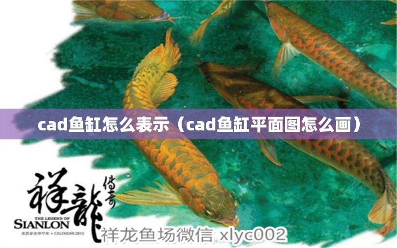 cad鱼缸怎么表示（cad鱼缸平面图怎么画） 斯维尼关刀鱼