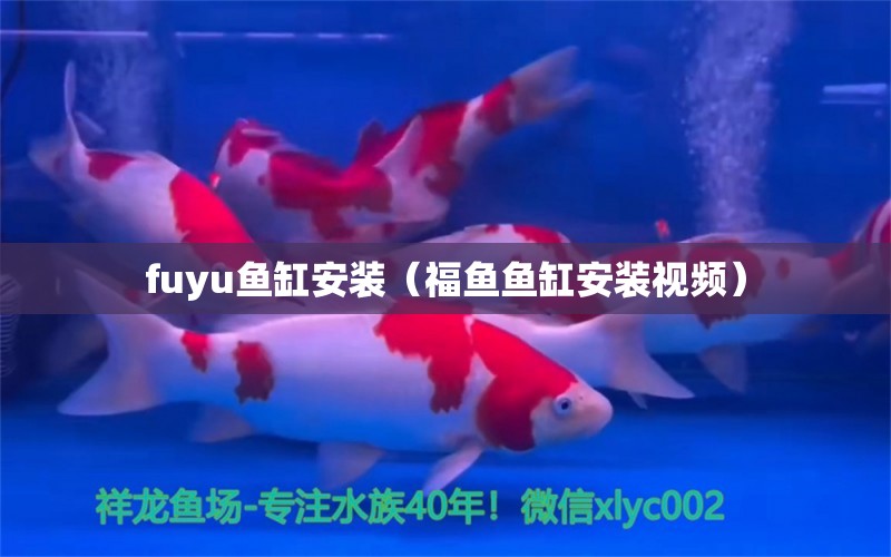 fuyu鱼缸安装（福鱼鱼缸安装视频）
