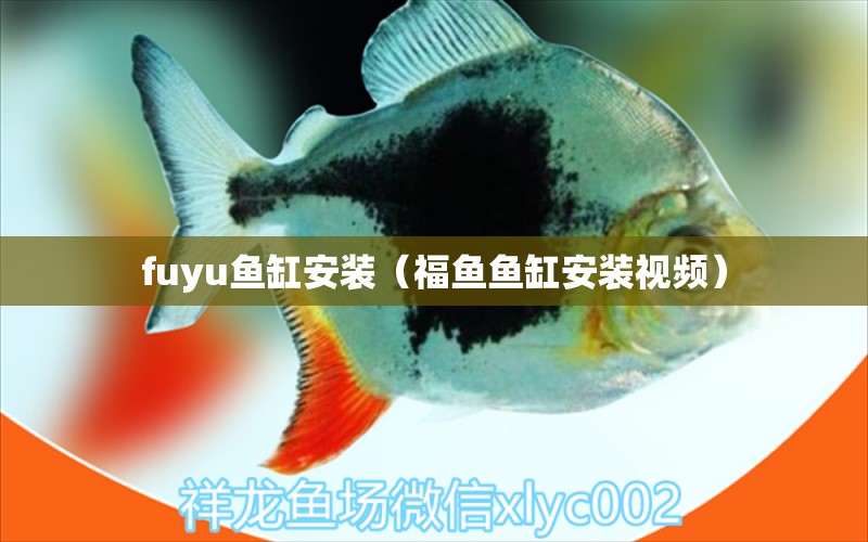 fuyu鱼缸安装（福鱼鱼缸安装视频）