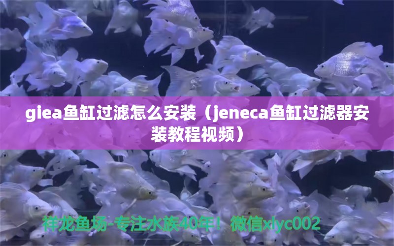 giea鱼缸过滤怎么安装（jeneca鱼缸过滤器安装教程视频）