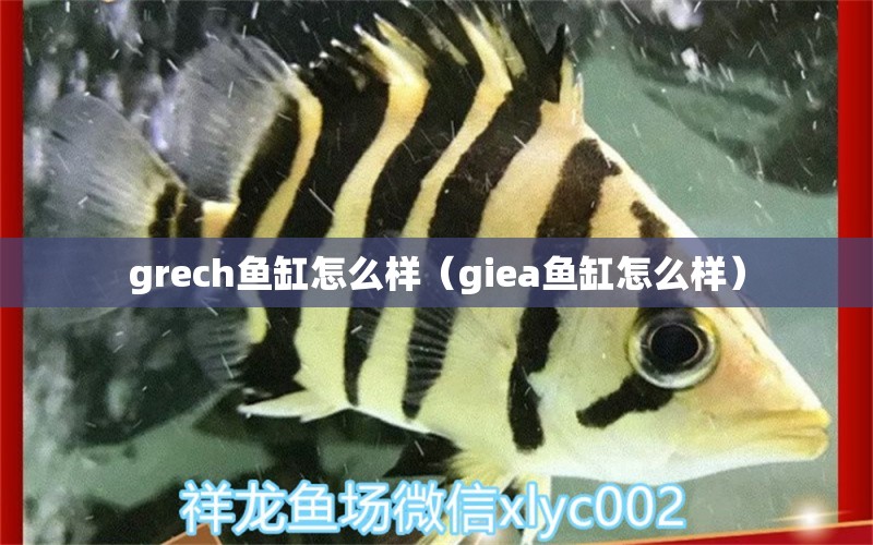 grech鱼缸怎么样（giea鱼缸怎么样） 粗线银版鱼苗